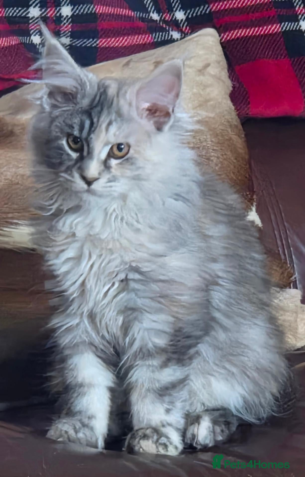 Maine Coon cats Beautiful Mainecoons  - Advert 1