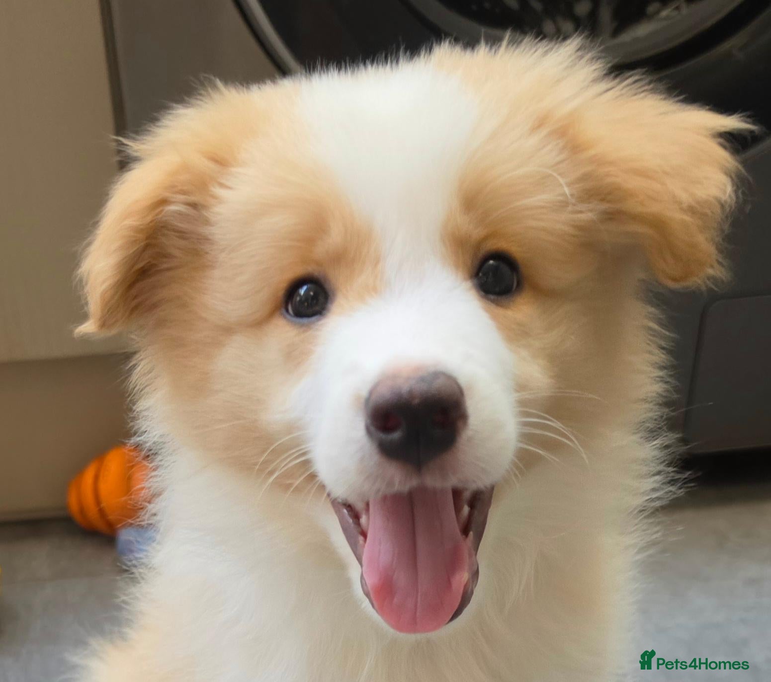 Border Collie dogs Last boy - EE-Red Long Haired Border Collies - Advert 1