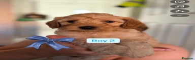 Mixed Breed 1