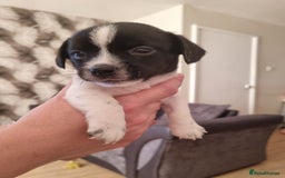 Mixed Breed dogs for sale: Jack tzu puppies - Advert 3