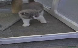 British Shorthair cats for sale: British short hair boy ready now - Image 1