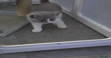 British Shorthair cats - Advert 1