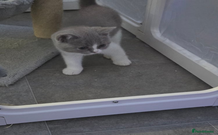 British Shorthair cats - Advert 3