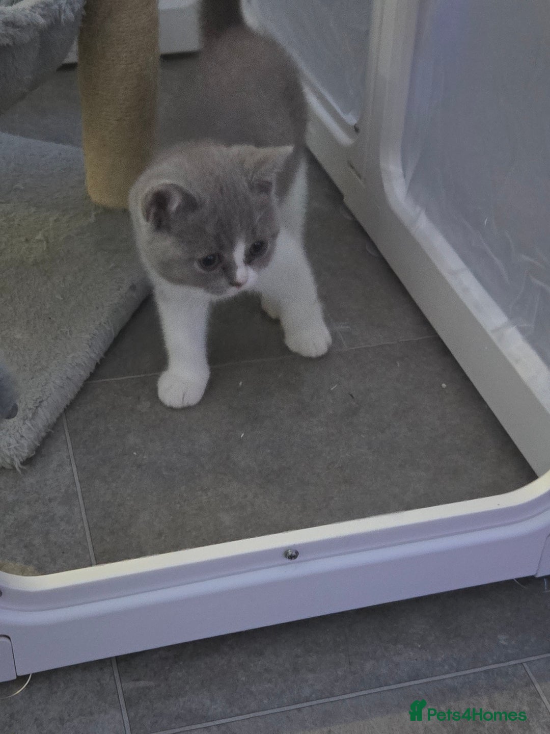British Shorthair cats for sale: British short hair boy ready now - Image 1