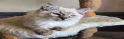 Ragdoll cats for sale: Gorgeous seal tabby male Ragdoll kittens  - Advert 23
