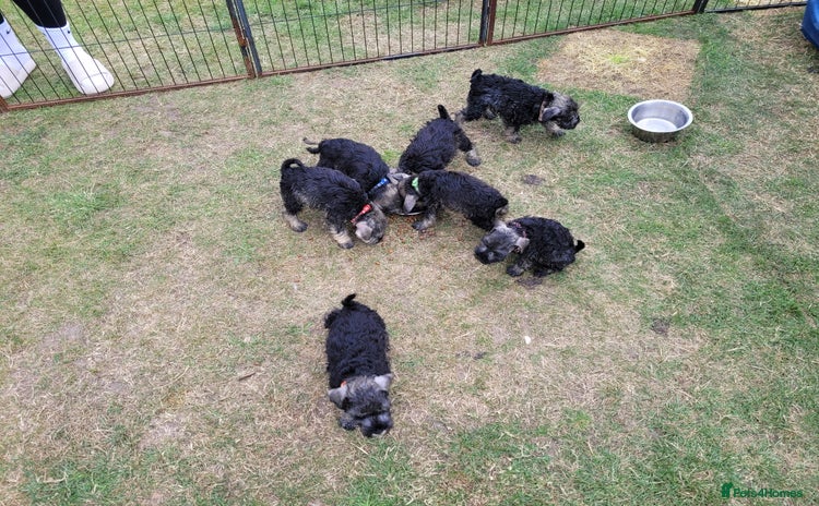 Miniature Schnauzer dogs - Advert 1
