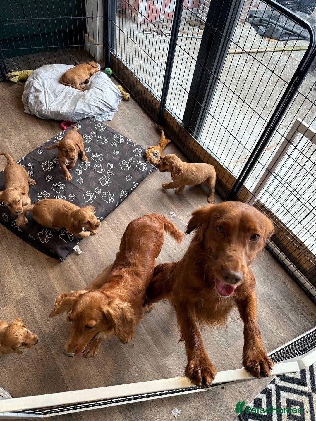 Cocker Spaniel dogs for sale: Extensively Health Tested KC Cocker Spaniels  - Image 18
