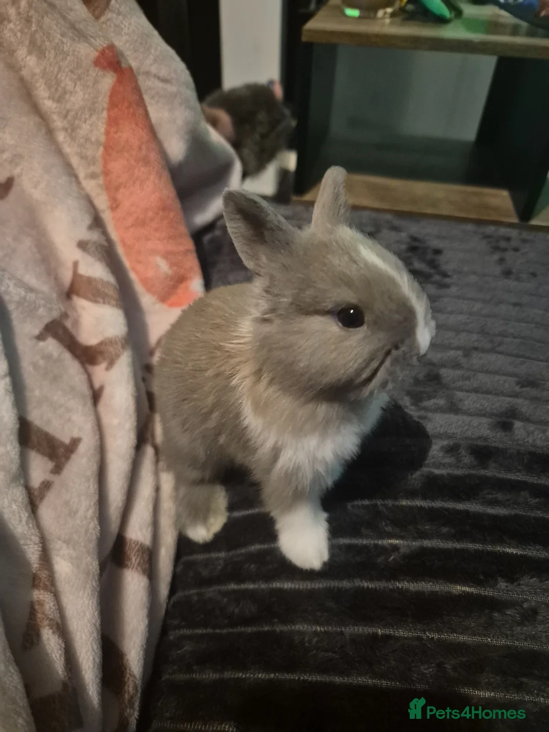 Mixed Breed rabbits for sale: Beautiful buns for sale in Brierley Hill - Advert 1