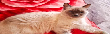 Bella