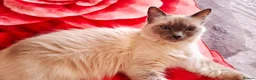 Ragdoll cats for sale: Beautiful 6 years old Blue point female Ragdoll in Wolverhampton - Advert 3