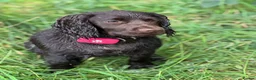 Cocker Spaniel dogs for sale: Fabulous working cocker spaniel - Advert 3