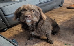 Mixed Breed dogs for sale: Gorgeous 1 year old cross English bull dog poodle. - Image 1