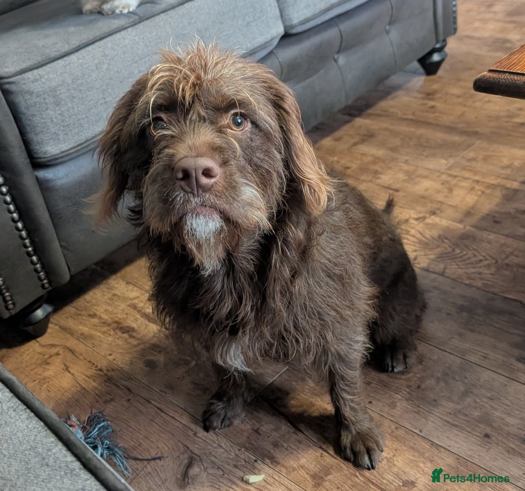 Mixed Breed dogs for sale: Gorgeous 1 year old cross English bull dog poodle. - Image 1