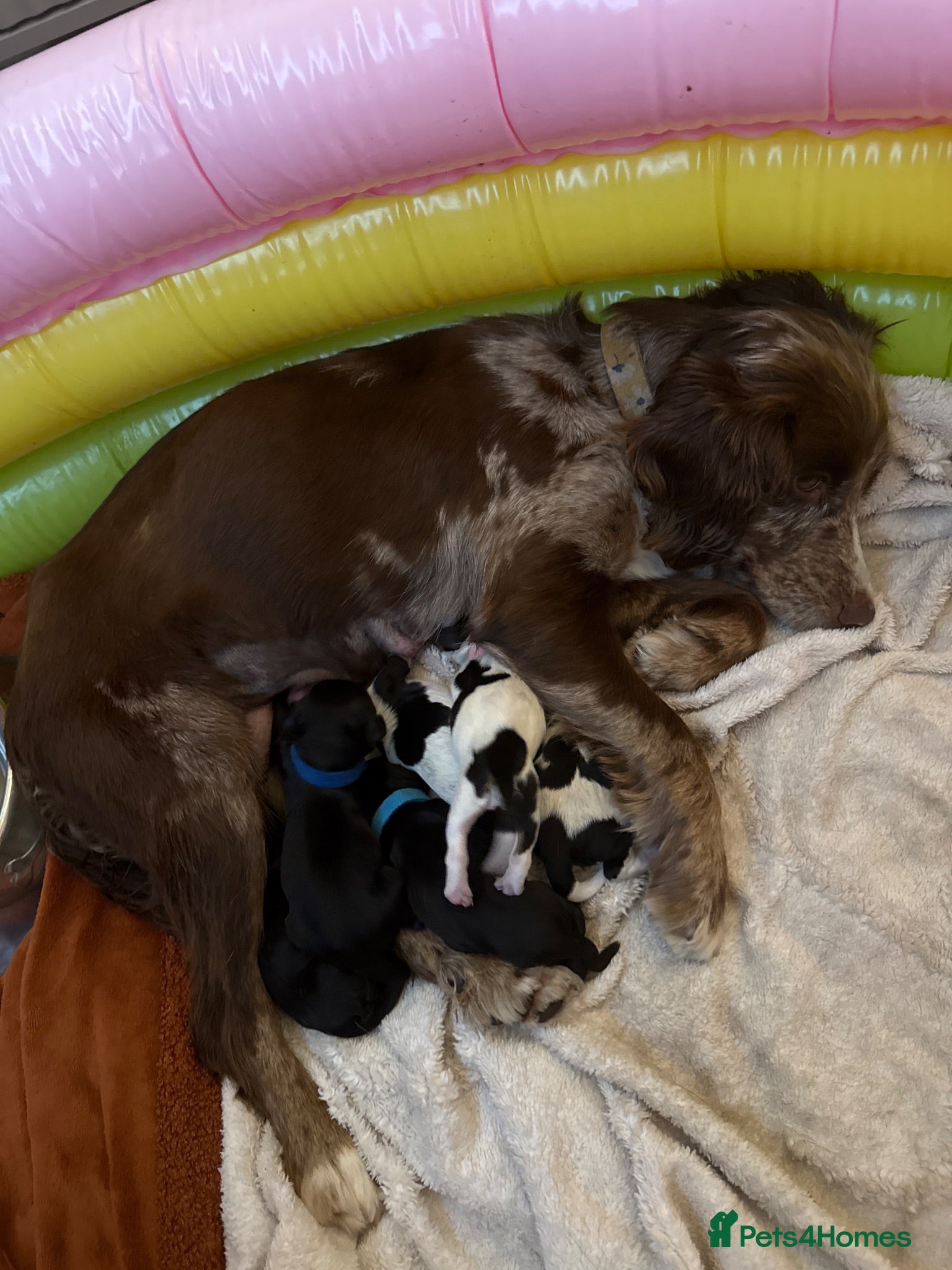 Cocker Spaniel dogs Working cocker spaniels - Advert 6