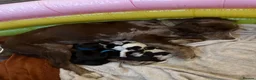 Cocker Spaniel dogs for sale: Working cocker spaniels - Advert 1