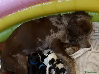 Cocker Spaniel dogs Working cocker spaniels - Advert 2