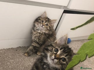 Mixed Breed cats - Advert 9