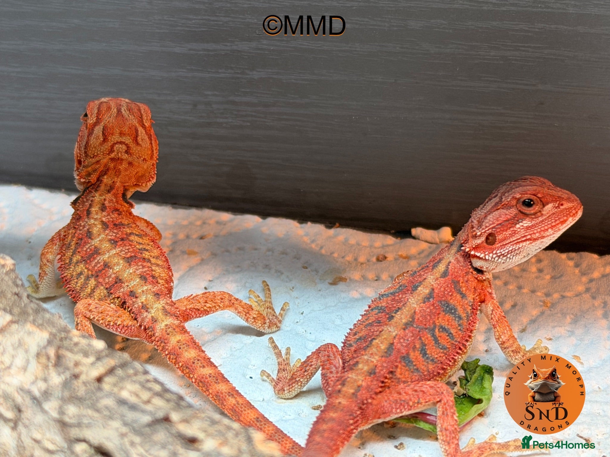 Bearded Dragon reptiles Stunning baby bearded dragons ready to go!  - Advert 2