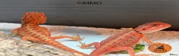 Bearded Dragon reptiles for sale: Stunning baby bearded dragons ready to go!  - Advert 7
