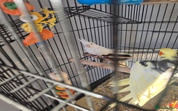 Cockatiels birds for sale: Cockatiel white - Image 3