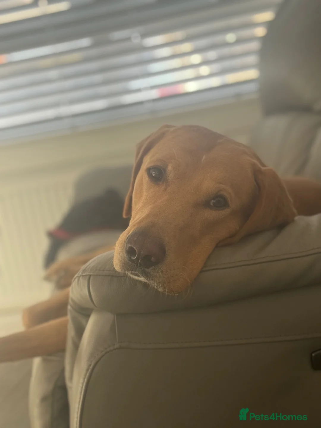 Labrador Retriever dogs for stud: Labrador for stud in Dunfermline - Advert 4