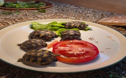 Hermann Tortoise reptiles for sale: Uk bred Hermann’s Tortoise Hatchlings - Image 8