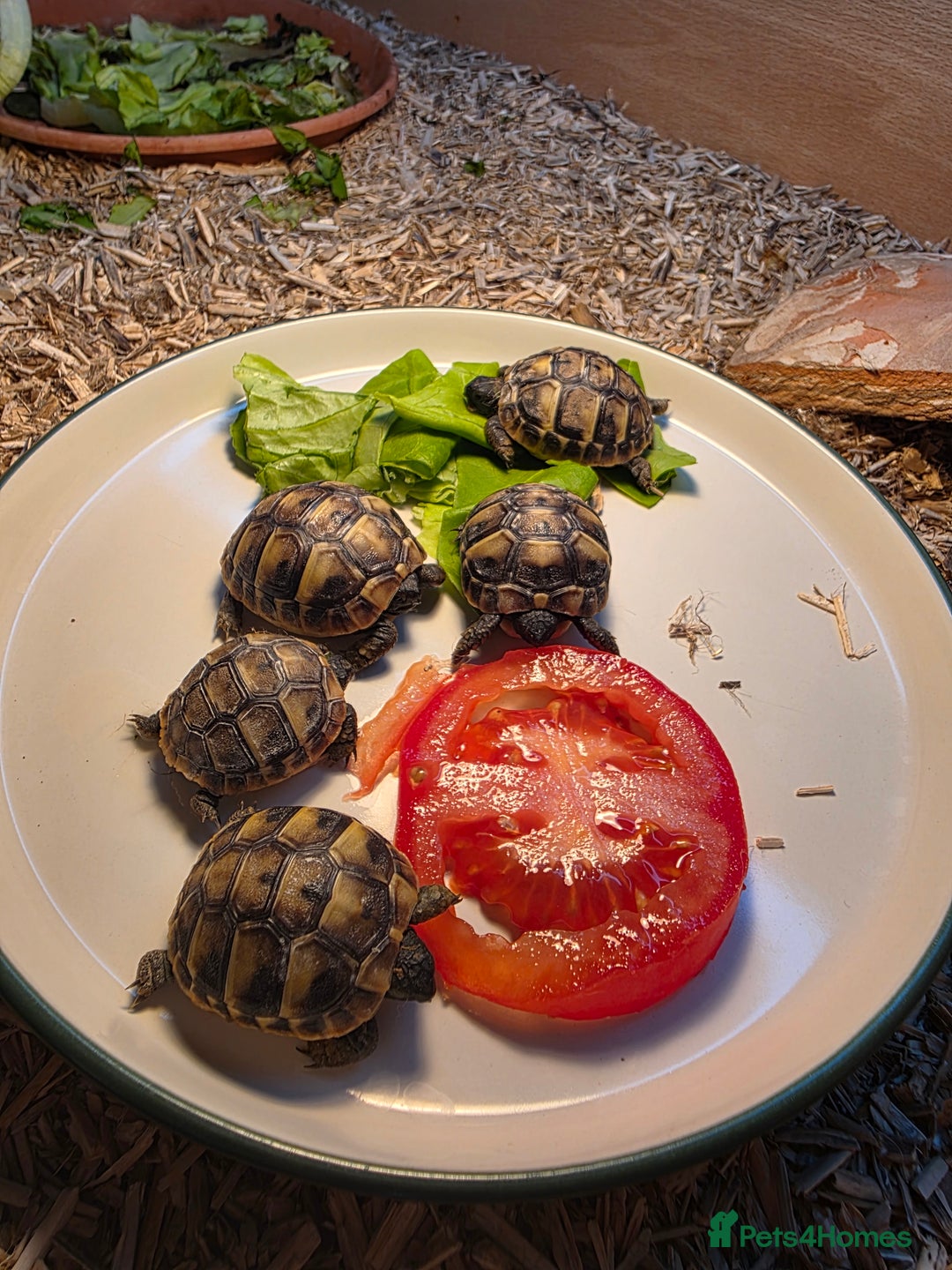 Hermann Tortoise reptiles for sale: Uk bred Hermann’s Tortoise Hatchlings - Image 8