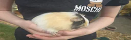 Guinea Pig rodents for sale: Young female guinea pigs  - Advert 2