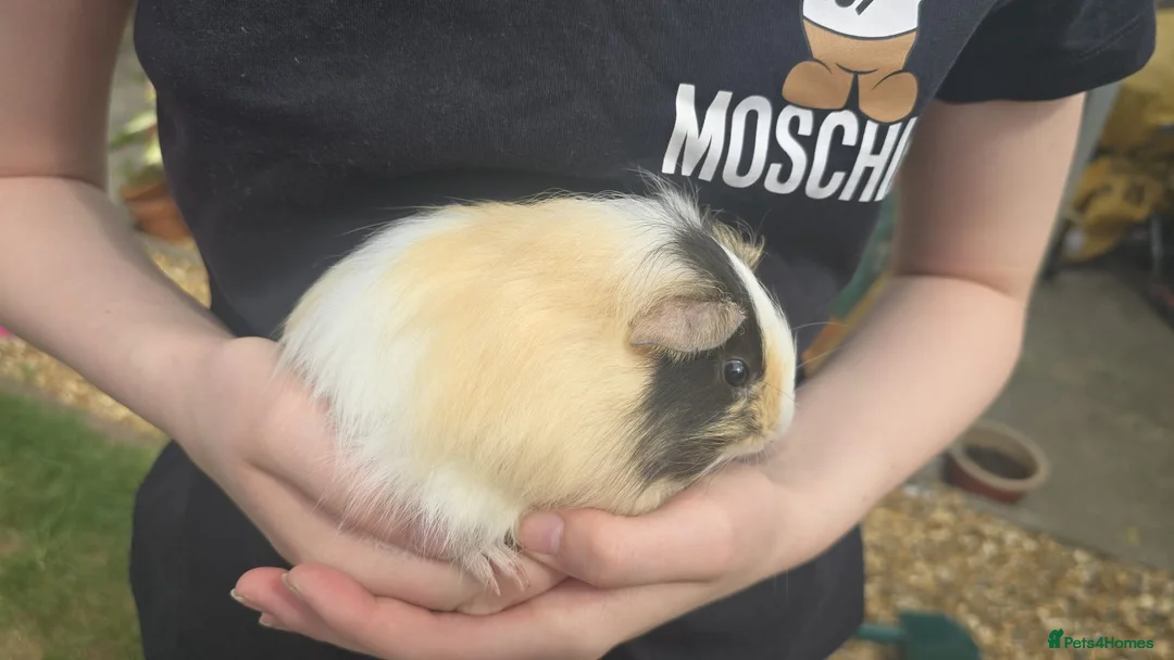 Guinea Pig rodents for sale: Young female guinea pigs  - Advert 2