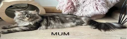 Maine Coon cats for sale: TICA EXCEPTIONAL GIANT & GENTLE MAINE COON KITTENS in Greenford - Advert 3