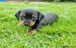 Miniature Dachshund dogs for sale: Stunning KC Health Tested Miniature Dachshunds - Image 4