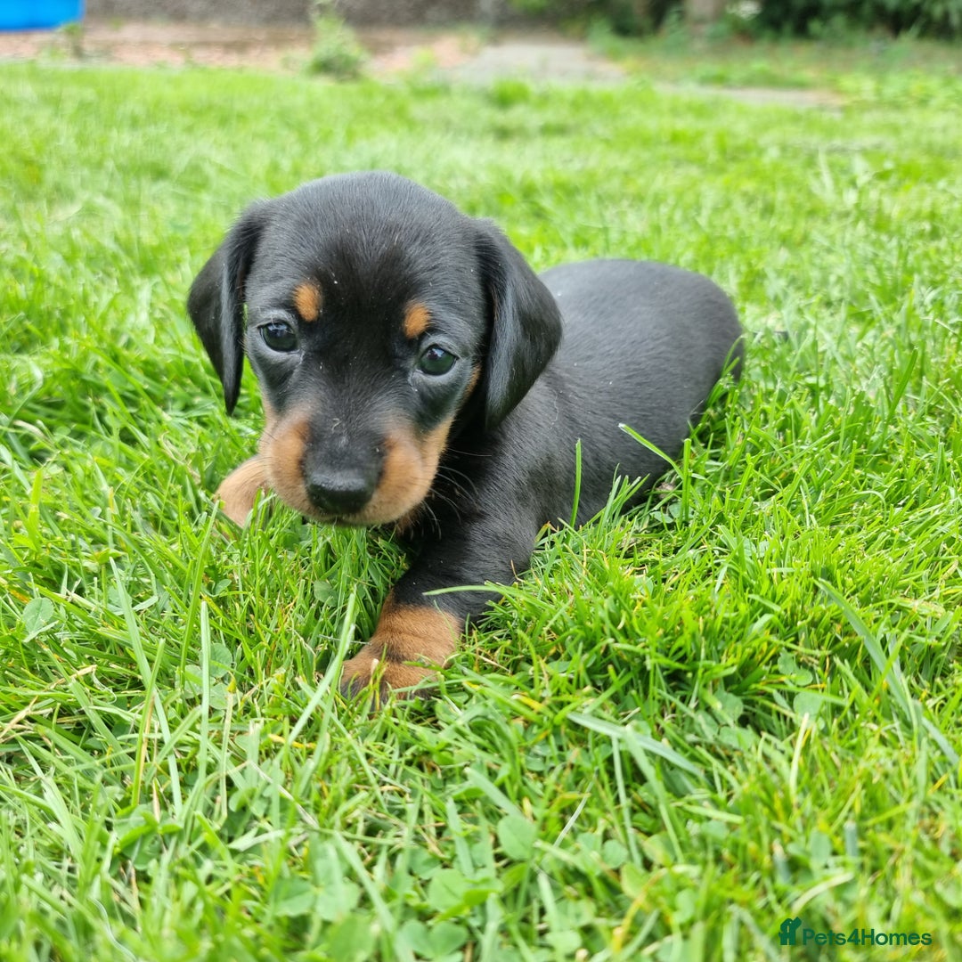 Miniature Dachshund dogs for sale: Stunning KC Health Tested Miniature Dachshunds - Image 4
