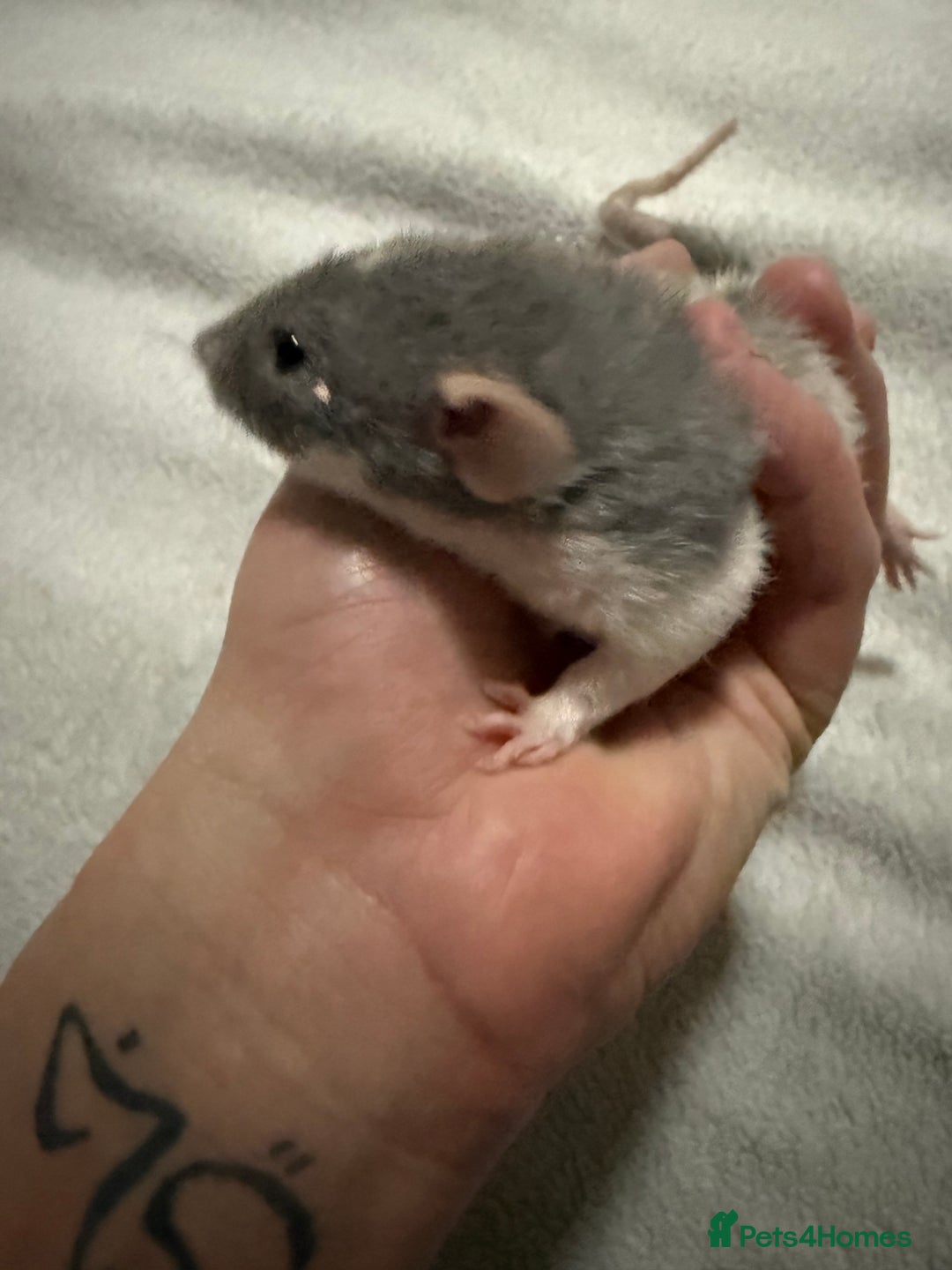 Rat rodents for sale: 4 male jumbo rats  - Advert 14