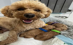 Toy Poodle dogs for sale: KC Registered Toy Poodle Puppies - Image 6
