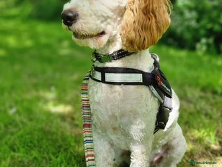 Cavapoo dogs in Ilkeston - Advert 3