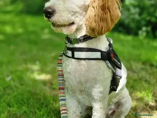 Cavapoo dogs Extensively health tested Cavapoo stud proven in Ilkeston - Advert 1