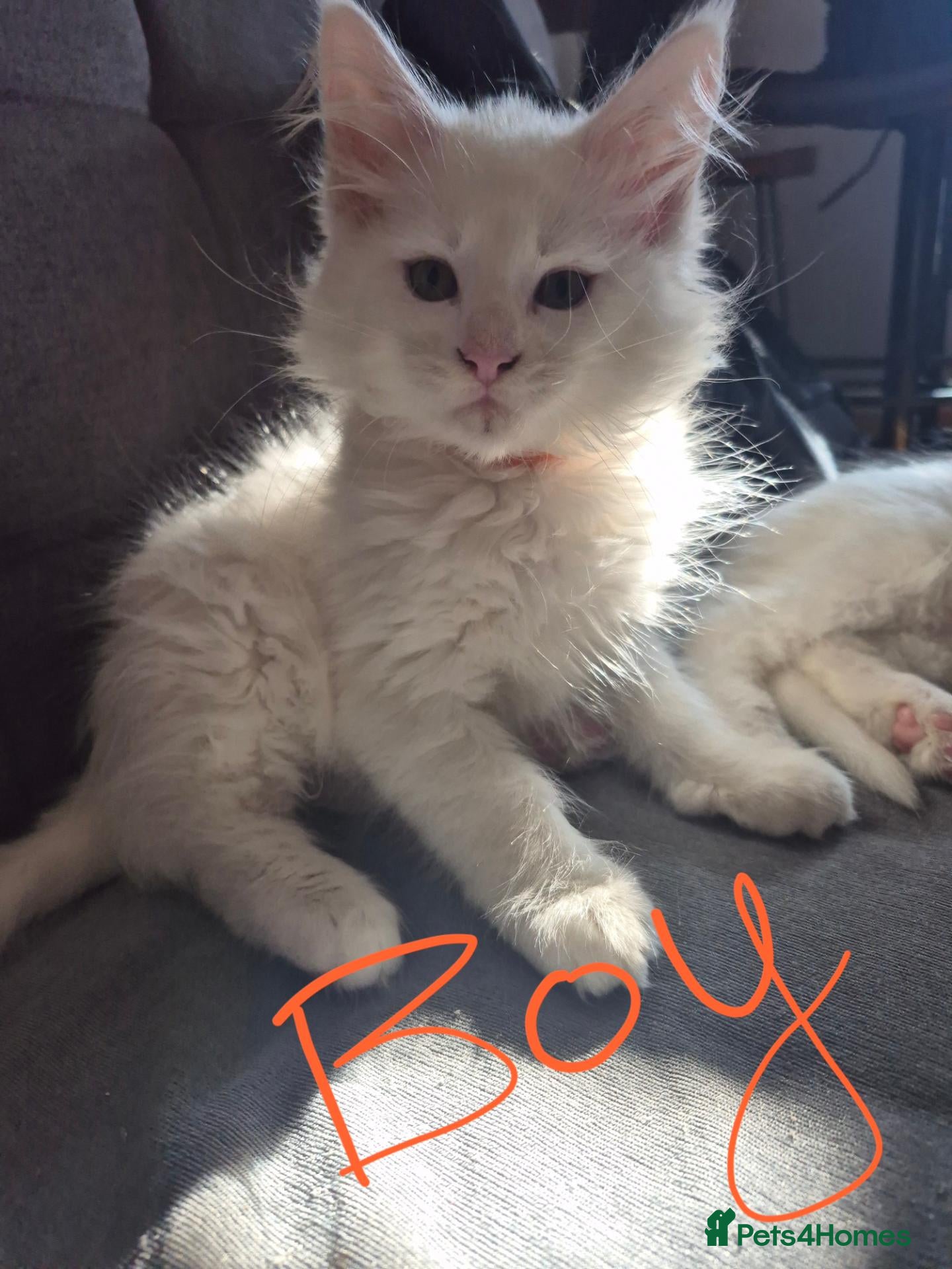 Maine Coon cats Beautiful white Maine coon kittens  - Advert 1