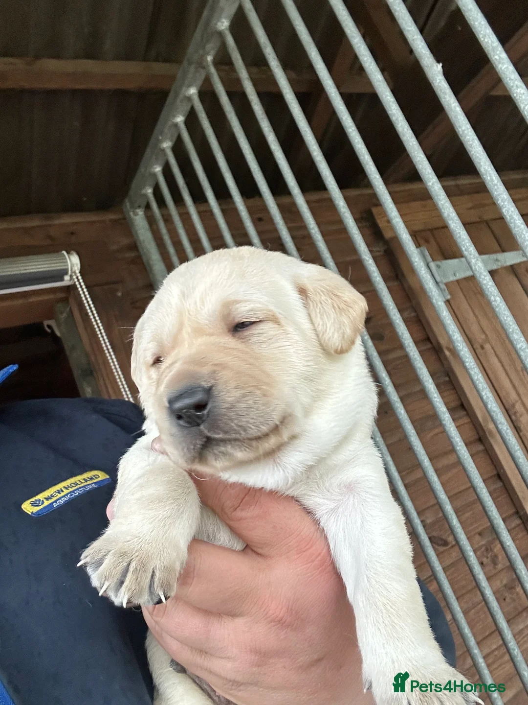 Labrador Retriever dogs for sale: 2024 igl championship winning sired Labradors  - Advert 11