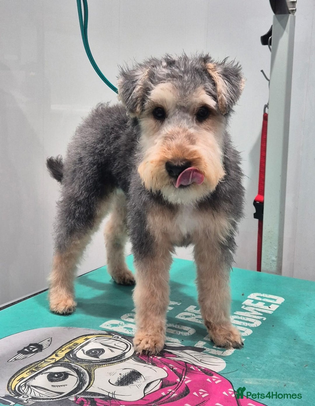 Lakeland Terrier dogs for sale: Lakeland terrier  - Image 7