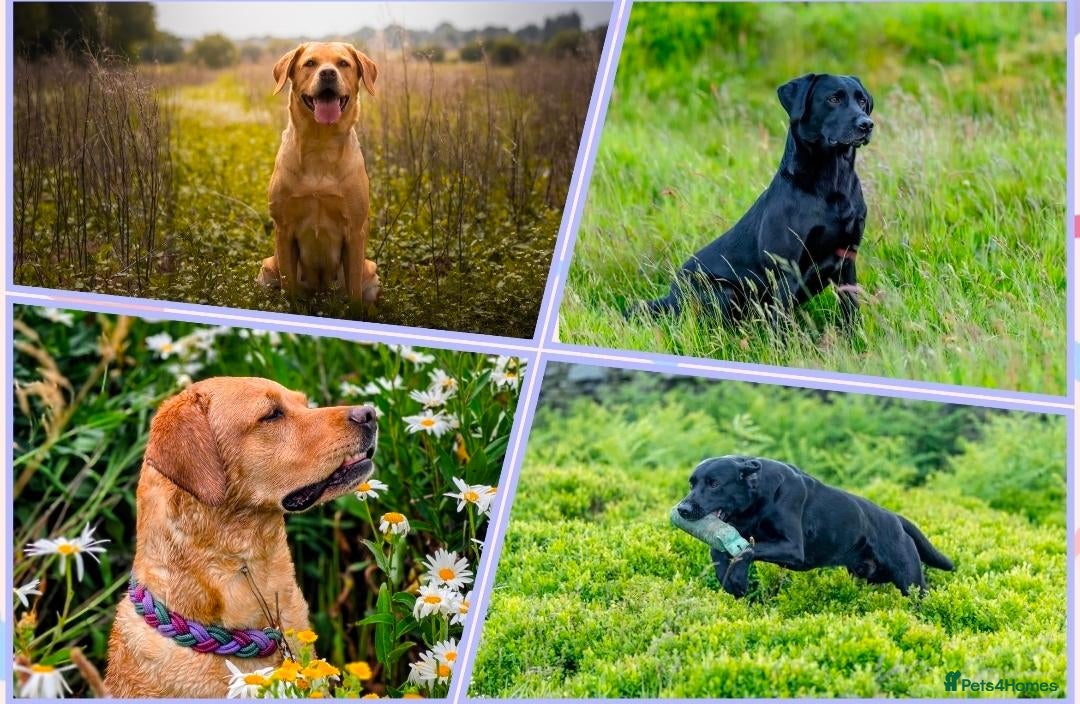 Labrador Retriever dogs 🖤2 black boys & 2 black girls available🖤 - Advert 1
