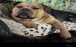 American Bully dogs for sale: Meet Bandit, American pocket bully  - Image 4