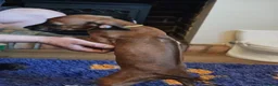Rhodesian Ridgeback dogs for sale: K.c registered DNA clear pups  - Advert 7