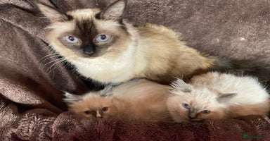 Ragdoll cats - Advert 14