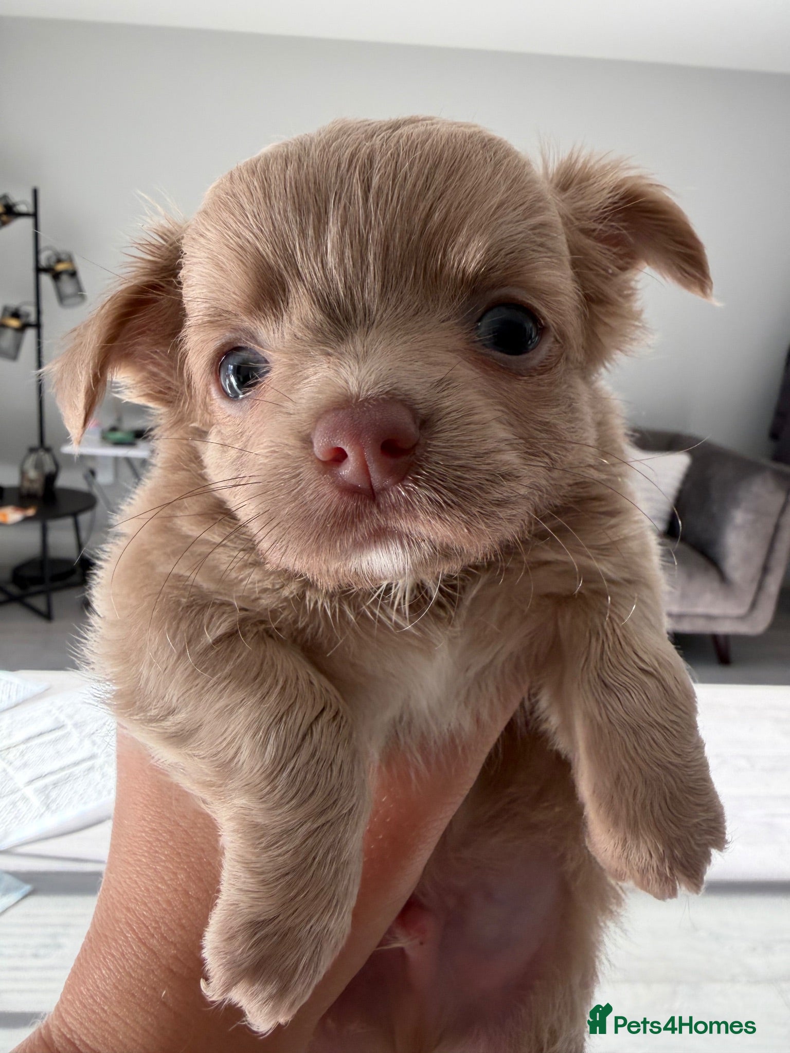 Chihuahua dogs 2 male Chihuahua puppies ready next week! - Advert 1