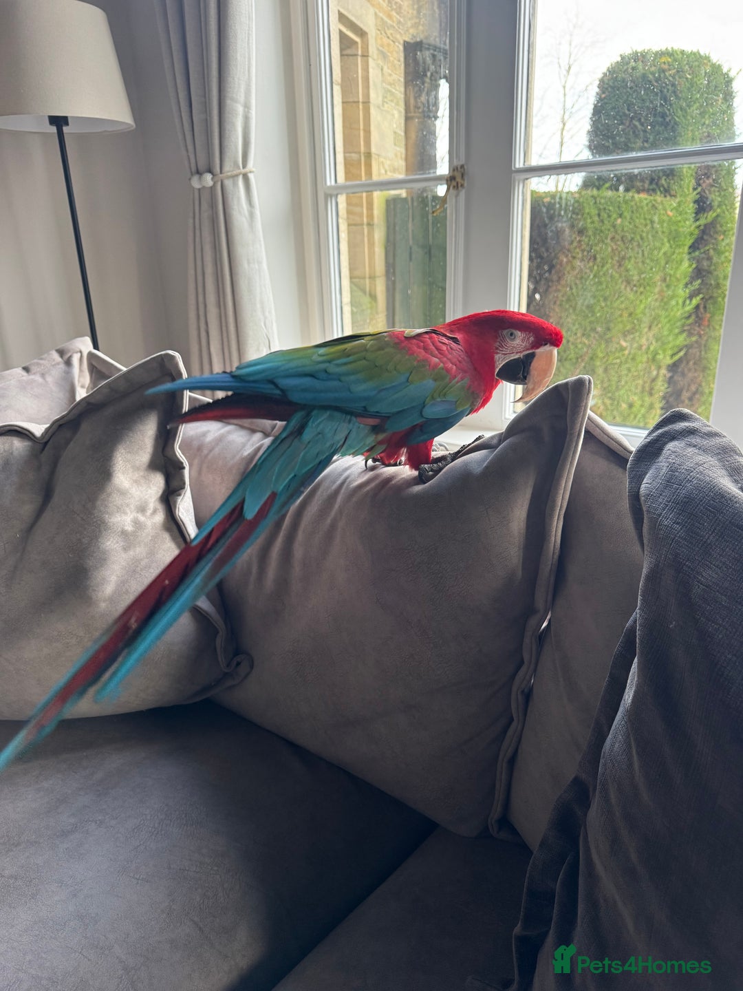 Macaws birds for sale: Tame&Talking Greenwing Macaw - Advert 7