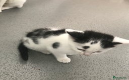 Mixed Breed cats for sale: Female kittens  - Image 1