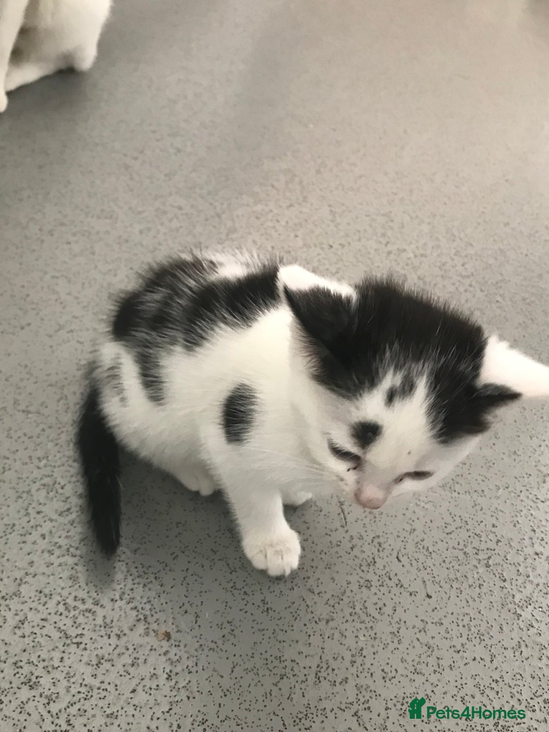 Mixed Breed cats for sale: Female kittens  - Image 1
