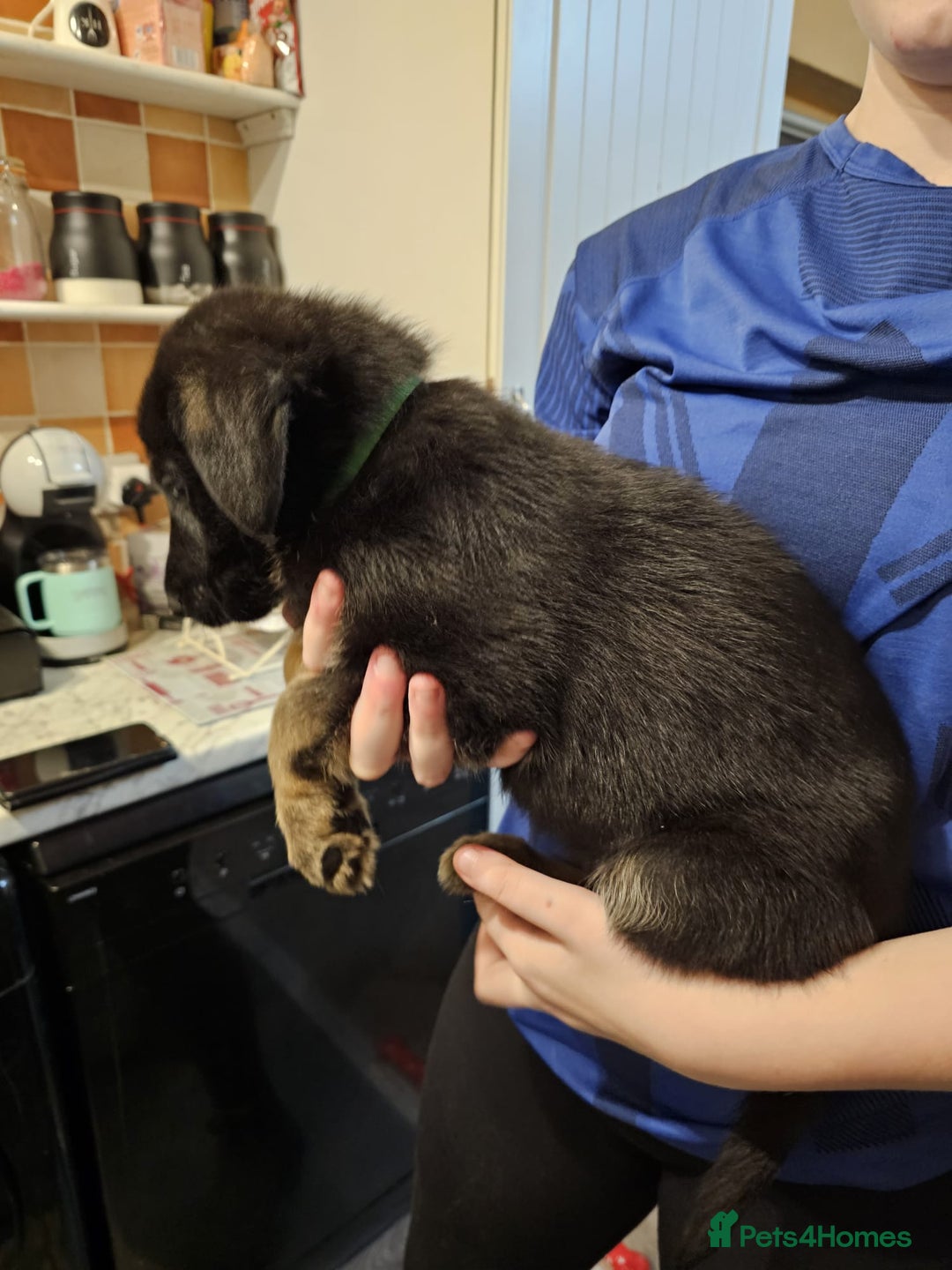 Mixed Breed dogs for sale: German Shepherd x lab pups for sale - Advert 3