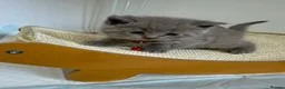 British Shorthair cats for sale: British Shorthair Kittens in Croydon - Advert 13