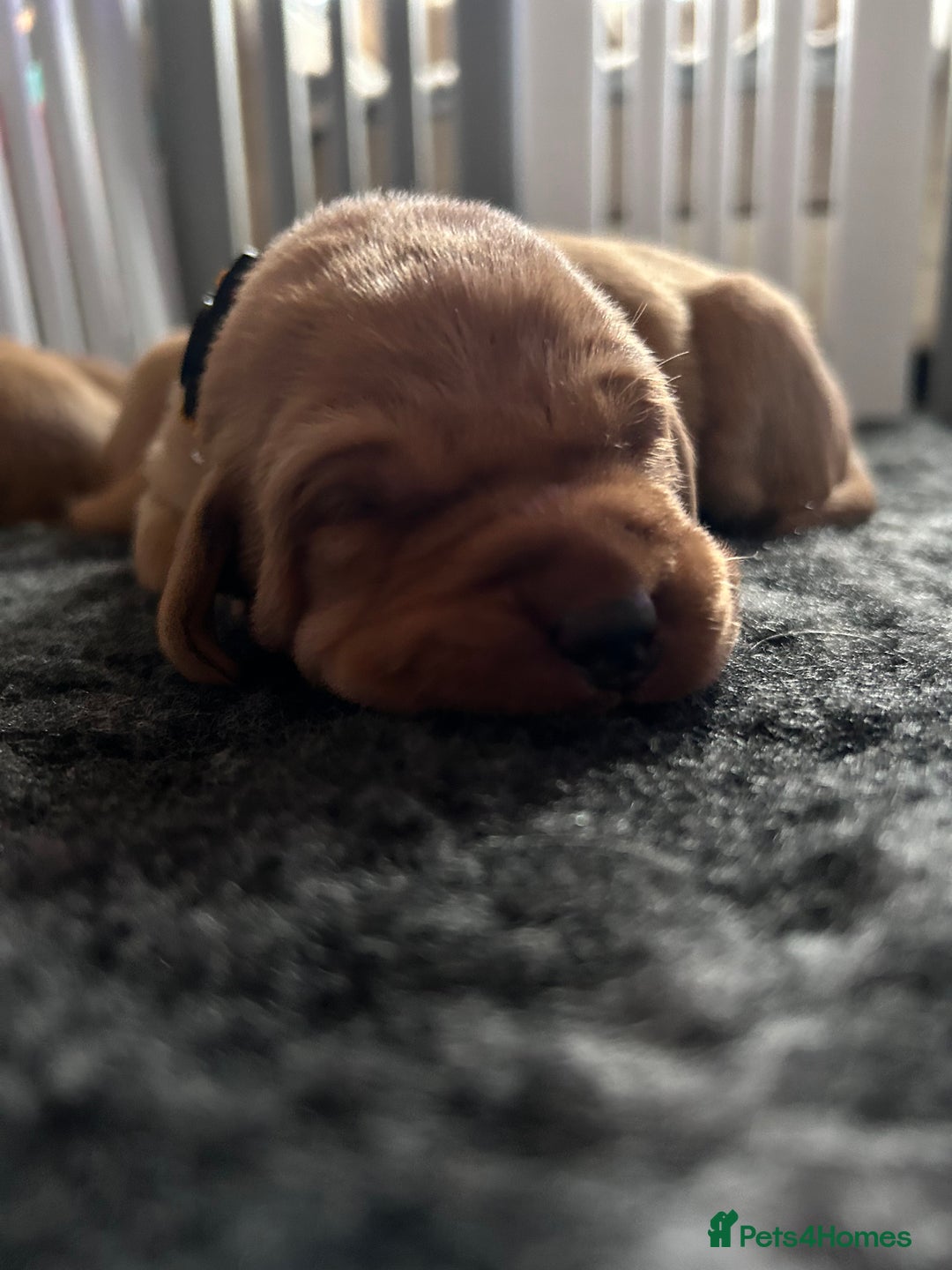 Labrador Retriever dogs for sale: Labrador Retriever Puppies KC reg - Advert 3